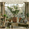 White Althea Rose of Sharon Hibiscus Bare Root Plant | Hibiscus syriacus | 12-24" Flowering Shrub for Garden, Hedge & Pollinator Gardens