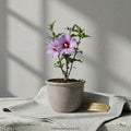 Purple Althea Hibiscus Rose of Sharon Bare Root Plant | Hardy Ornamental Shrub with Summer Purple Blooms | Hibiscus syriacus