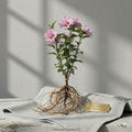 Pink Althea Rose of Sharon Hibiscus Bare Root Plants – 3 Starter Shrubs, Pink Flowers, Hibiscus syriacus, 12-24 Inches Tall