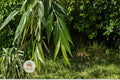 Black Willow Cuttings, Salix nigra, Unrooted Fresh Propagation Material, Fast-Growing Deciduous Tree, Wildlife-Friendly, Shade & Privacy