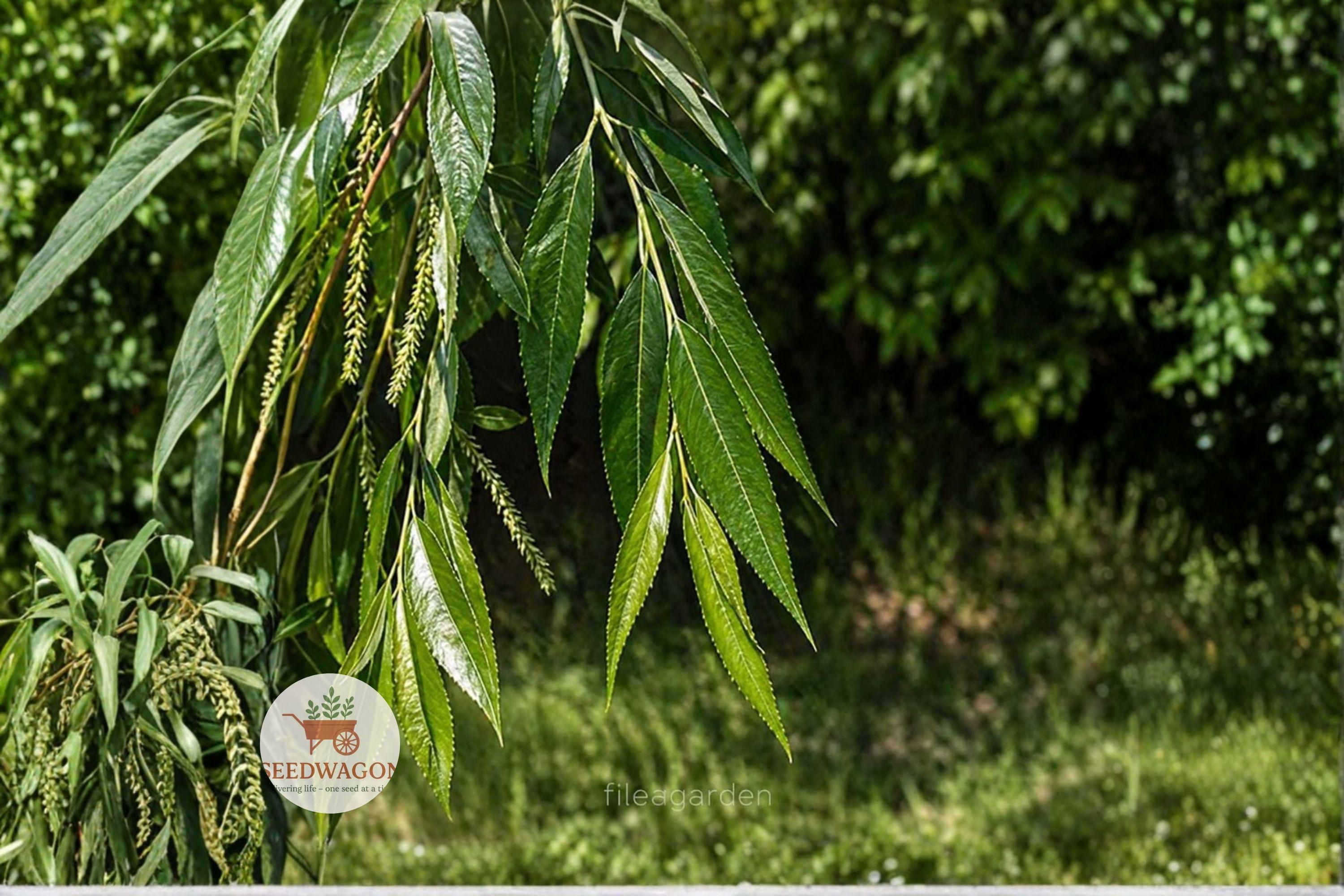 Black Willow Cuttings, Salix nigra, Unrooted Fresh Propagation Material, Fast-Growing Deciduous Tree, Wildlife-Friendly, Shade & Privacy