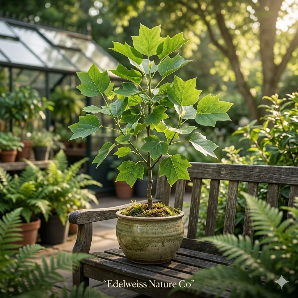 3 Tulip Poplar Tree Seedlings | Liriodendron tulipifera Bare Root Fast Growing Shade Trees