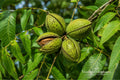 Pecan Tree Bare Root 2 Pack | Carya illinoinensis Nut Trees for Landscaping & Orchard