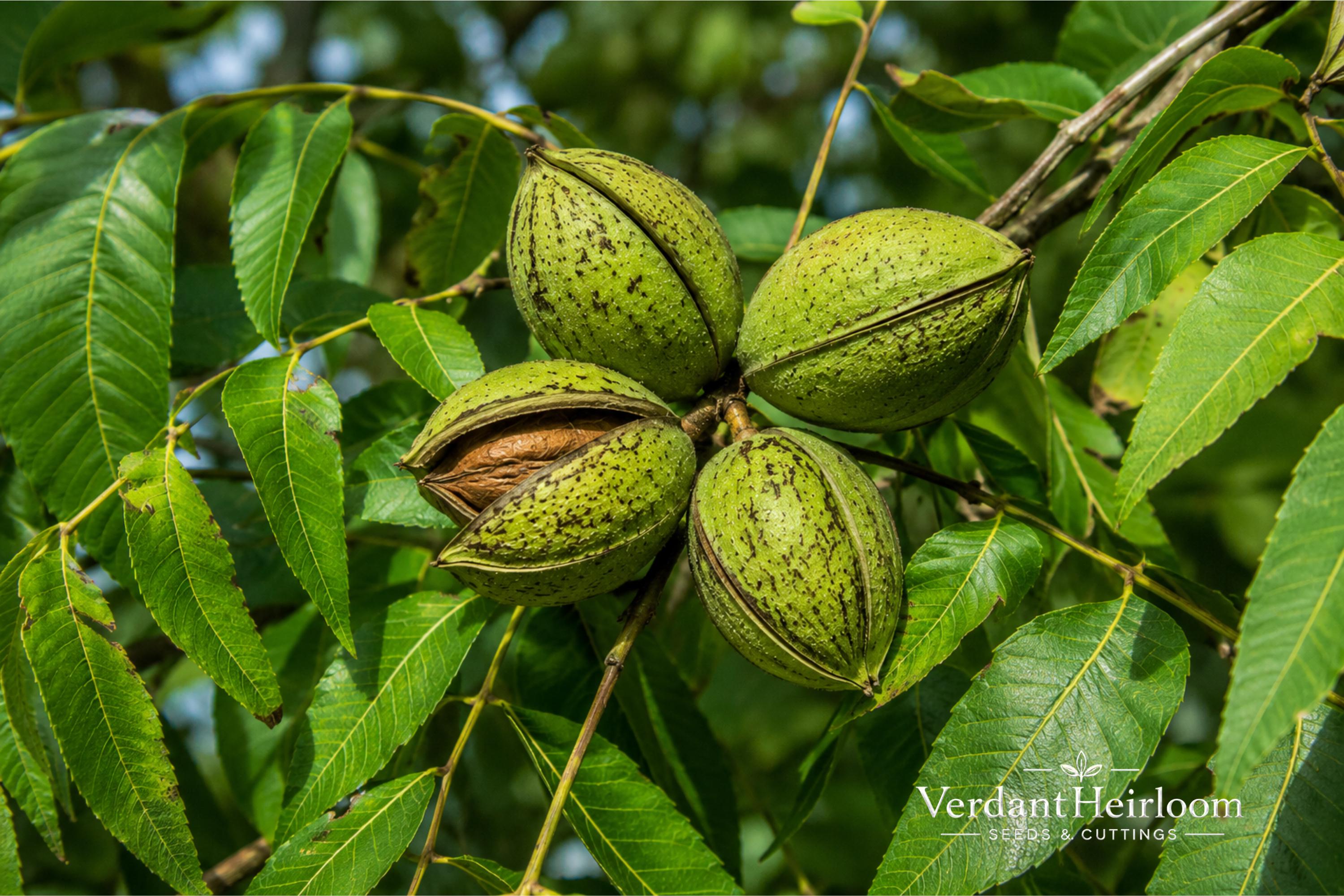 Pecan Tree Bare Root 2 Pack | Carya illinoinensis Nut Trees for Landscaping & Orchard