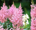 Astilbe Europa Bare Root Plant – Baby Pink Shade Perennial Flowers for Shade Gardens, Zone 4-9