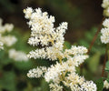 Astilbe Bridal Veil Plant – Ivory White Shade Perennial for Woodland Garden, Zone 4-8