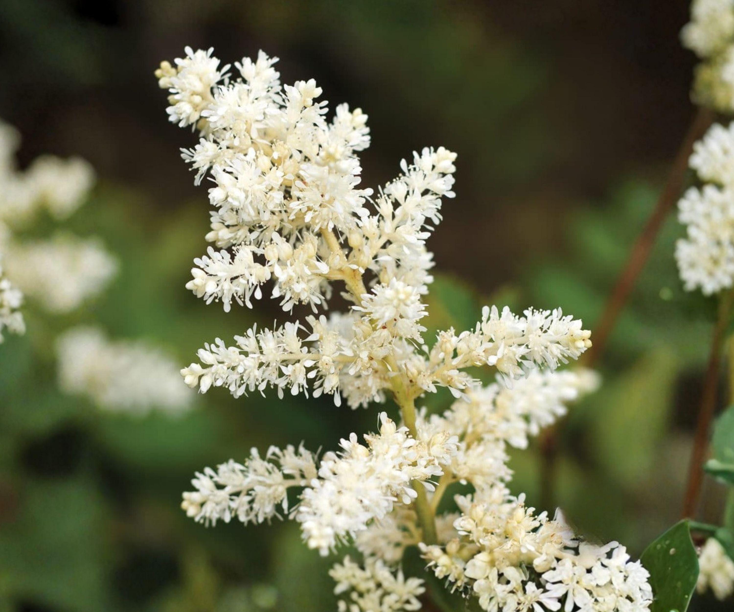 Astilbe Bridal Veil Plant – Ivory White Shade Perennial for Woodland Garden, Zone 4-8