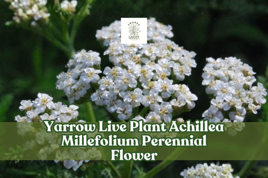 Yarrow Live Plant Achillea Millefolium Perennial Flower for Pollinator Gardens, Cottage & Borders
