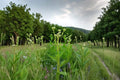 Wild Dill Seeds 50 Perideridia americana Native Perennial Herb Flowering Plant Seed