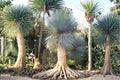 Beaked Yucca Seeds – Yucca rostrata Drought-Tolerant Ornamental Plant for Xeriscaping and Rock Gardens