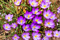 Large Crocus Mix Bulbs – Fall Planting Flower Bulbs for Spring Color – Crocus spp.