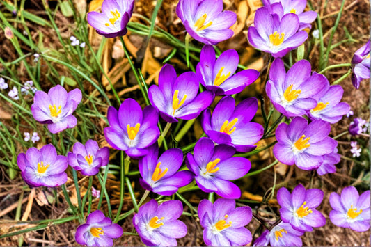 Large Crocus Mix Bulbs – Fall Planting Flower Bulbs for Spring Color – Crocus spp.