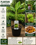 Plantain Live Fruit Tree 12-24 Inches Tall – Musa × paradisiaca – Edible Tropical Fruit Tree for Garden or Patio