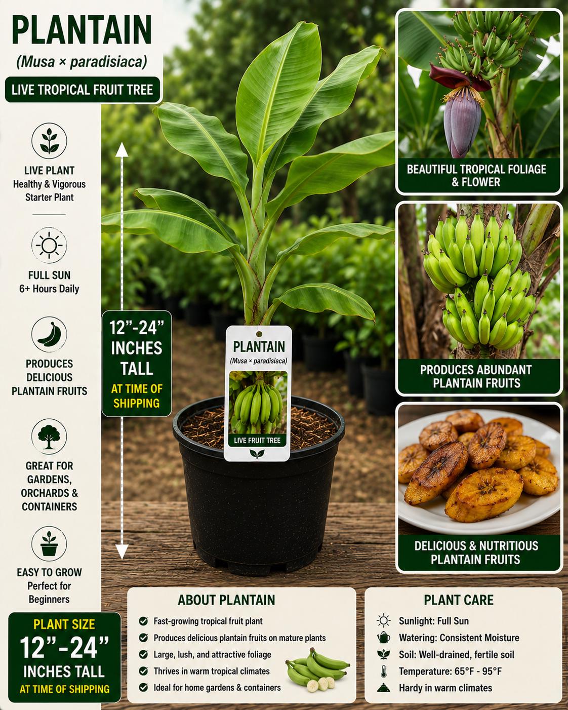 Plantain Live Fruit Tree 12-24 Inches Tall – Musa × paradisiaca – Edible Tropical Fruit Tree for Garden or Patio