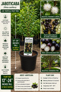 Jaboticaba Live Fruit Tree 12–24 Inches Tall – Plinia cauliflora – Edible Tropical Tree for Garden or Patio