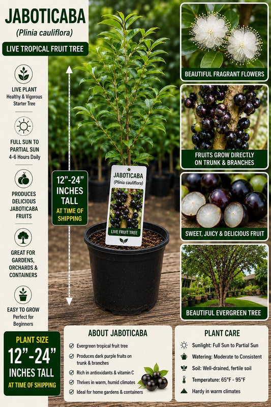 Jaboticaba Live Fruit Tree 12–24 Inches Tall – Plinia cauliflora – Edible Tropical Tree for Garden or Patio