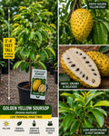 Golden Yellow Soursop Live Fruit Tree 3-4 ft – Annona muricata – Tropical Fruit Tree – Fast Shipping