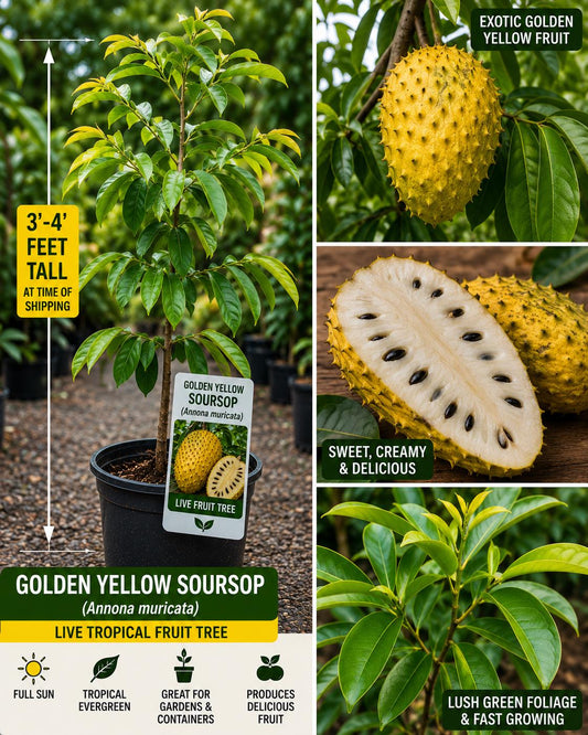 Golden Yellow Soursop Live Fruit Tree 3-4 ft – Annona muricata – Tropical Fruit Tree – Fast Shipping