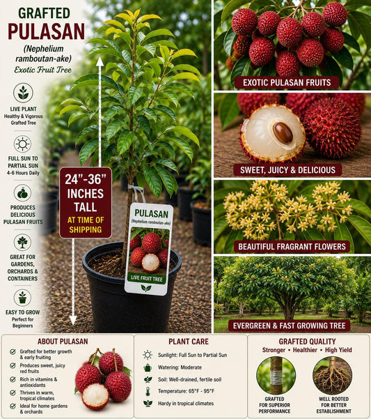 Grafted Pulasan Live Fruit Tree 24–36 Inches Tall – Nephelium ramboutan-ake – Non-GMO Tropical Fruit Tree