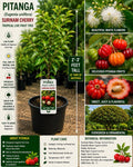 Pitanga Live Fruit Tree 2–3 Feet Tall – Eugenia uniflora – Fast Growing Tropical Fruit Tree