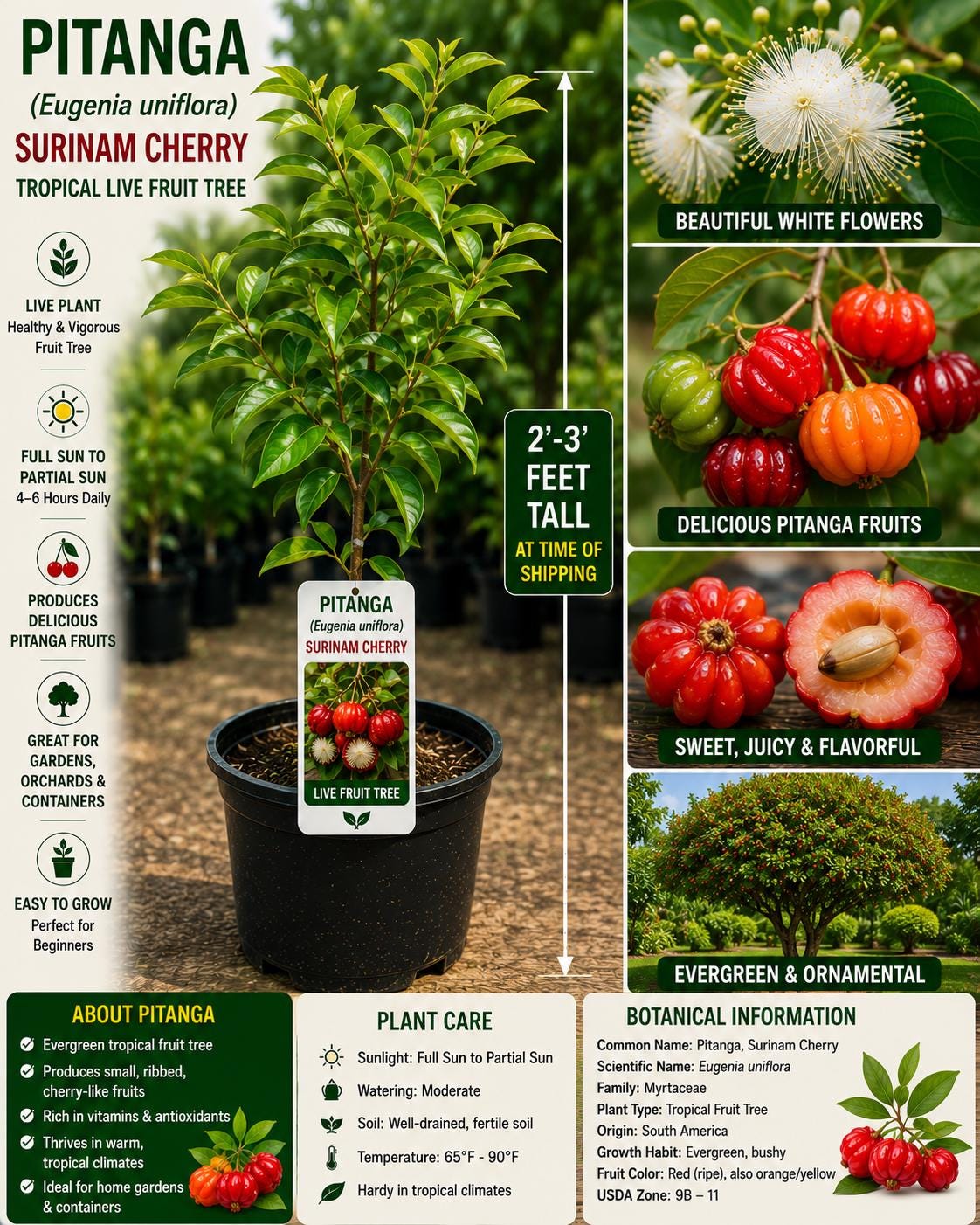 Pitanga Live Fruit Tree 2–3 Feet Tall – Eugenia uniflora – Fast Growing Tropical Fruit Tree