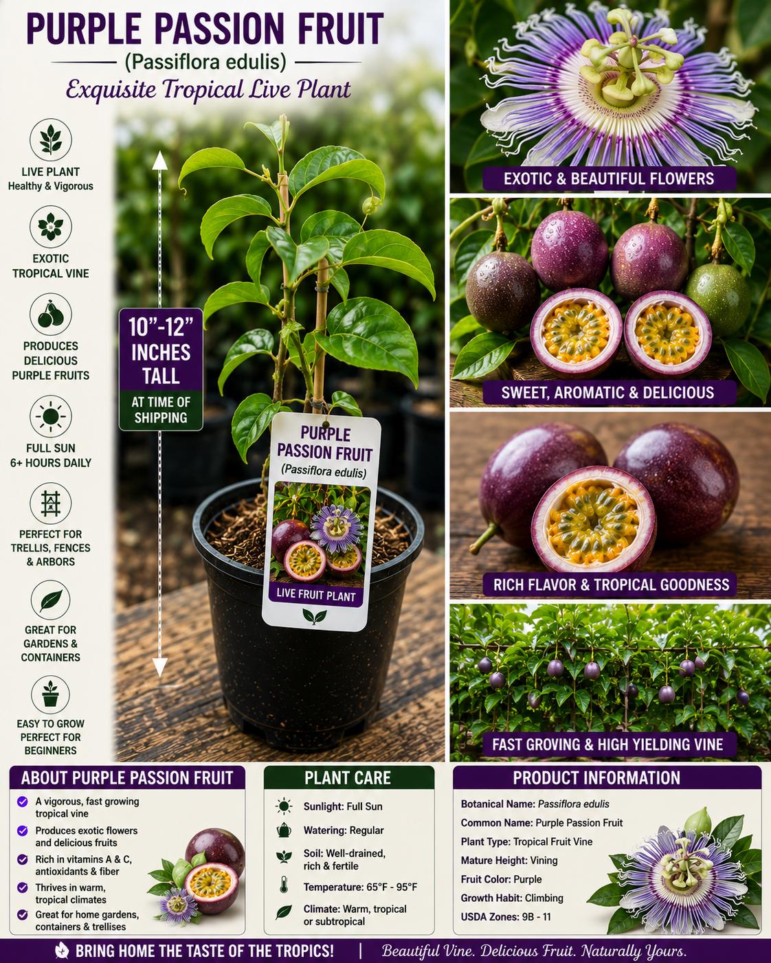 Purple Passion Fruit Live Plant 10-12 Inches Tall – Passiflora edulis – Easy to Grow Tropical Fruit Plant