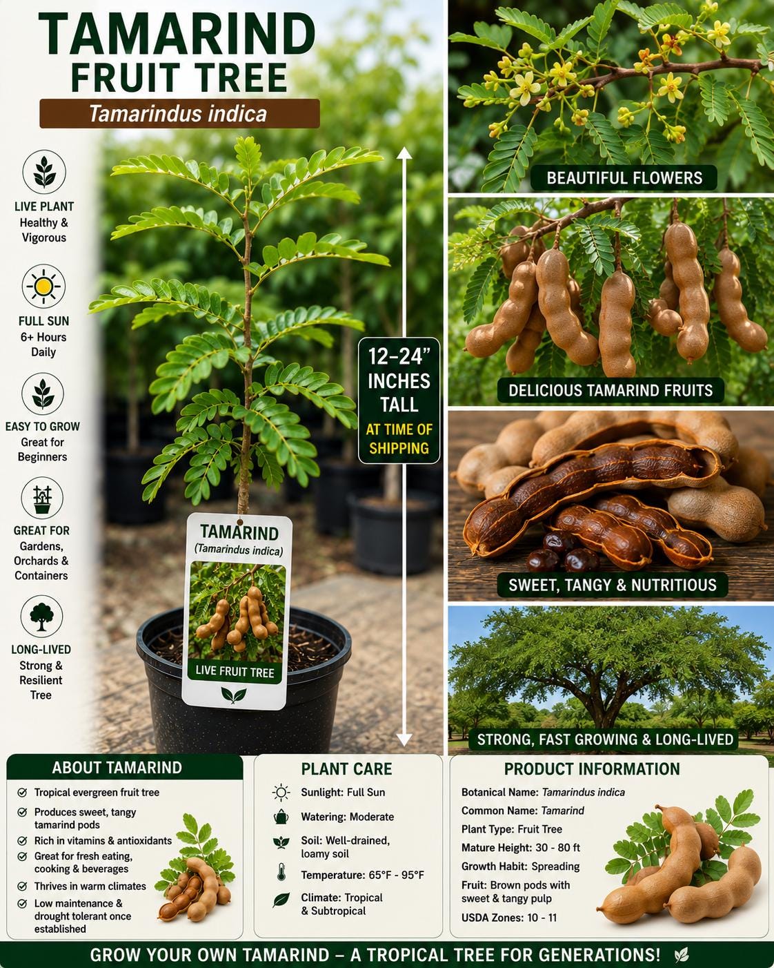 Tamarind Live Fruit Tree 12–24 Inches Tall – Tamarindus indica – Edible Tropical Tree for Garden or Patio