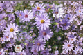 Swamp Aster Seeds, Symphyotrichum puniceum, Native Wildflower, Pollinator-Friendly, Wetland & Rain Garden Plant, 100 Seeds