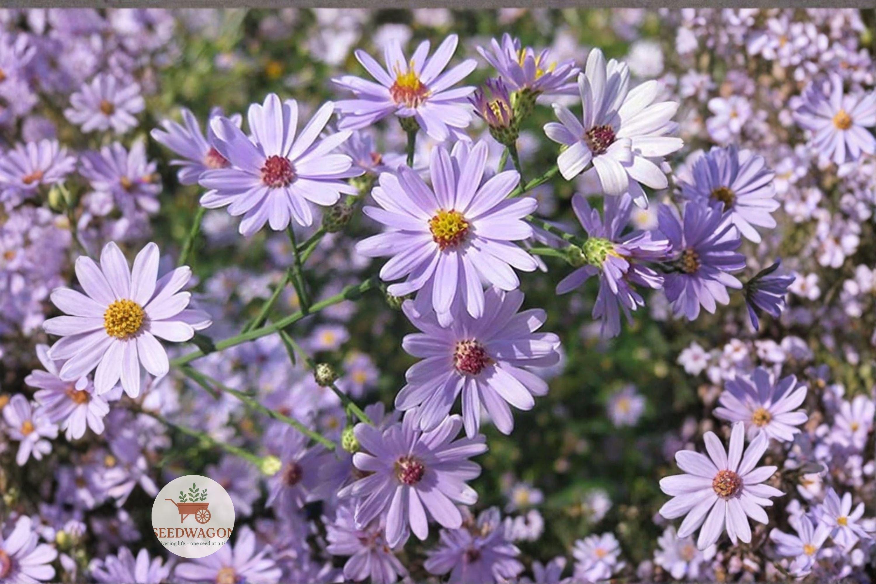 Swamp Aster Seeds, Symphyotrichum puniceum, Native Wildflower, Pollinator-Friendly, Wetland & Rain Garden Plant, 100 Seeds