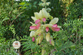Goats Rue Seeds, Native Wildflower, Drought-Tolerant Perennial, Pollinator-Friendly, Tephrosia virginiana, 10 Seeds