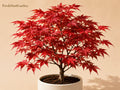 Red Maple Seedlings – Acer rubrum Deciduous Shade Tree, 2 Live Young Trees for Landscaping and Yard Planting