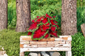 Florida Cardinal Caladium Bulbs – Caladium bicolor, Vibrant Red Foliage, Shade Garden, Container Plant, Tropical Ornamental Foliage
