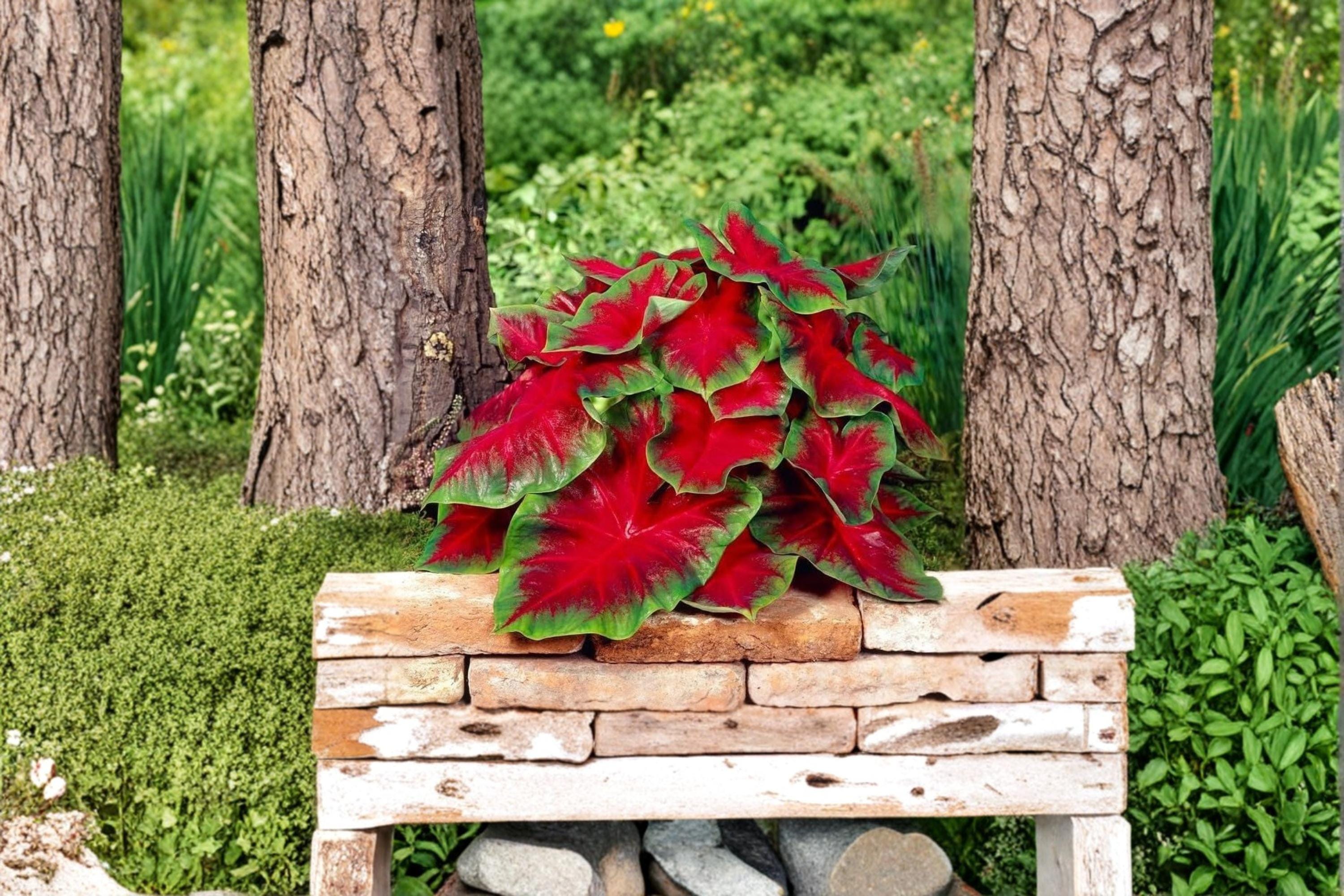 Florida Cardinal Caladium Bulbs – Caladium bicolor, Vibrant Red Foliage, Shade Garden, Container Plant, Tropical Ornamental Foliage