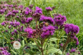 Tall Ironweed Seeds - Vernonia gigantea Native Wildflower for Pollinator Gardens, Prairie & Meadow Landscapes, 100 Seeds