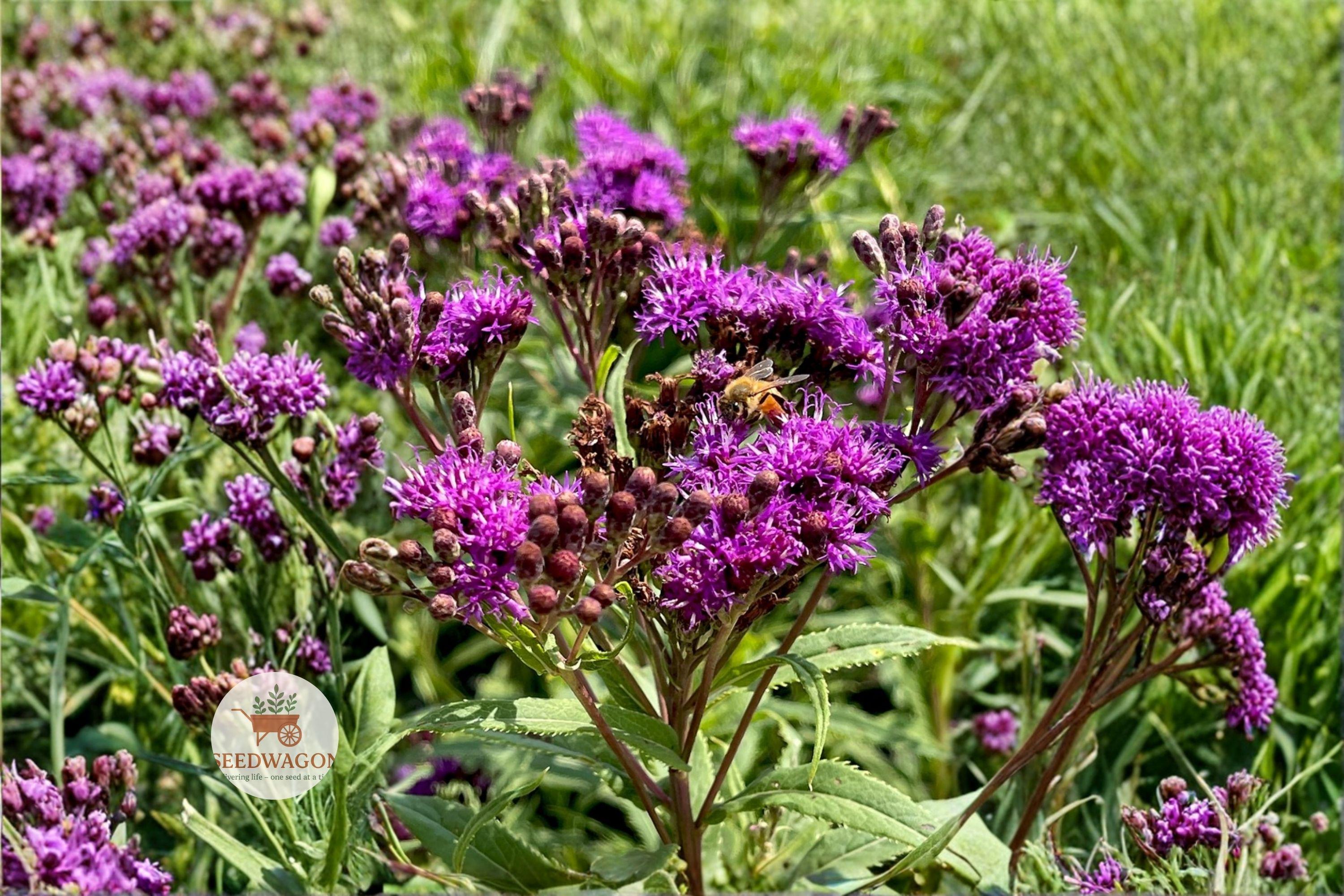 Tall Ironweed Seeds - Vernonia gigantea Native Wildflower for Pollinator Gardens, Prairie & Meadow Landscapes, 100 Seeds
