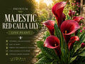 Majestic Red Calla Lily Rhizomes – Zantedeschia Flower Bulbs for Garden Beds & Containers, Deep Red Trumpet Flowers