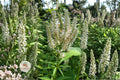 Culver’s Root Seeds, Native Wildflower, Veronicastrum virginicum, Pollinator-Friendly Perennial, 500 Seeds