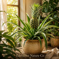 Florida Special Pineapple Plant Live Starter | Ananas Comosus Tropical Edible Fruit Plant | Compact, Ornamental, Container Friendly