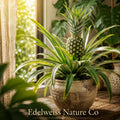Florida Special Pineapple Starter Plant | Tropical Edible Fruit | Ornamental Pineapple | Ananas comosus Live Plant