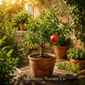 Azadi Pomegranate Starter Plants 5 Pack | Punica Granatum Edible Fruit Tree | Ornamental & Fruitful Garden Plants