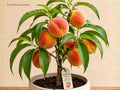 Elberta Peach Grafted Starter Plant – Self-Pollinating Prunus persica Fruit Tree for Backyard Orchards and Edible Gardens