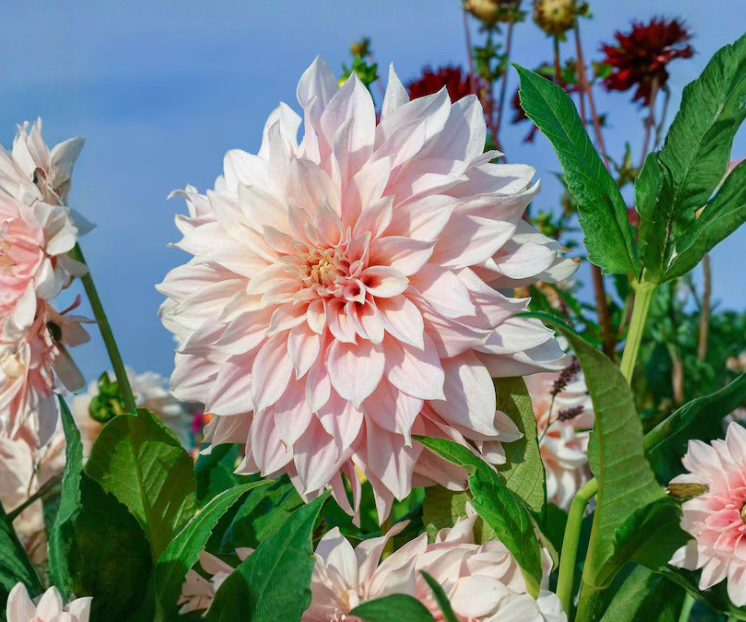 Dahlia Cafe au Lait Royal Tubers – Giant Cream Pink Flowers, Summer Fall Garden Plants, Cut Flowers, Flowering Tuber Perennial