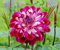 Dahlia Optical Illusion Tubers – Magenta Purple White Fully Double Flowering Garden Plants, Summer Fall Blooming Bulbs