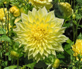 Dahlia Kelvin Floodlight Tubers – Giant Yellow Fully Double Flowers, Summer Blooming Garden Plants, Cut Flowers