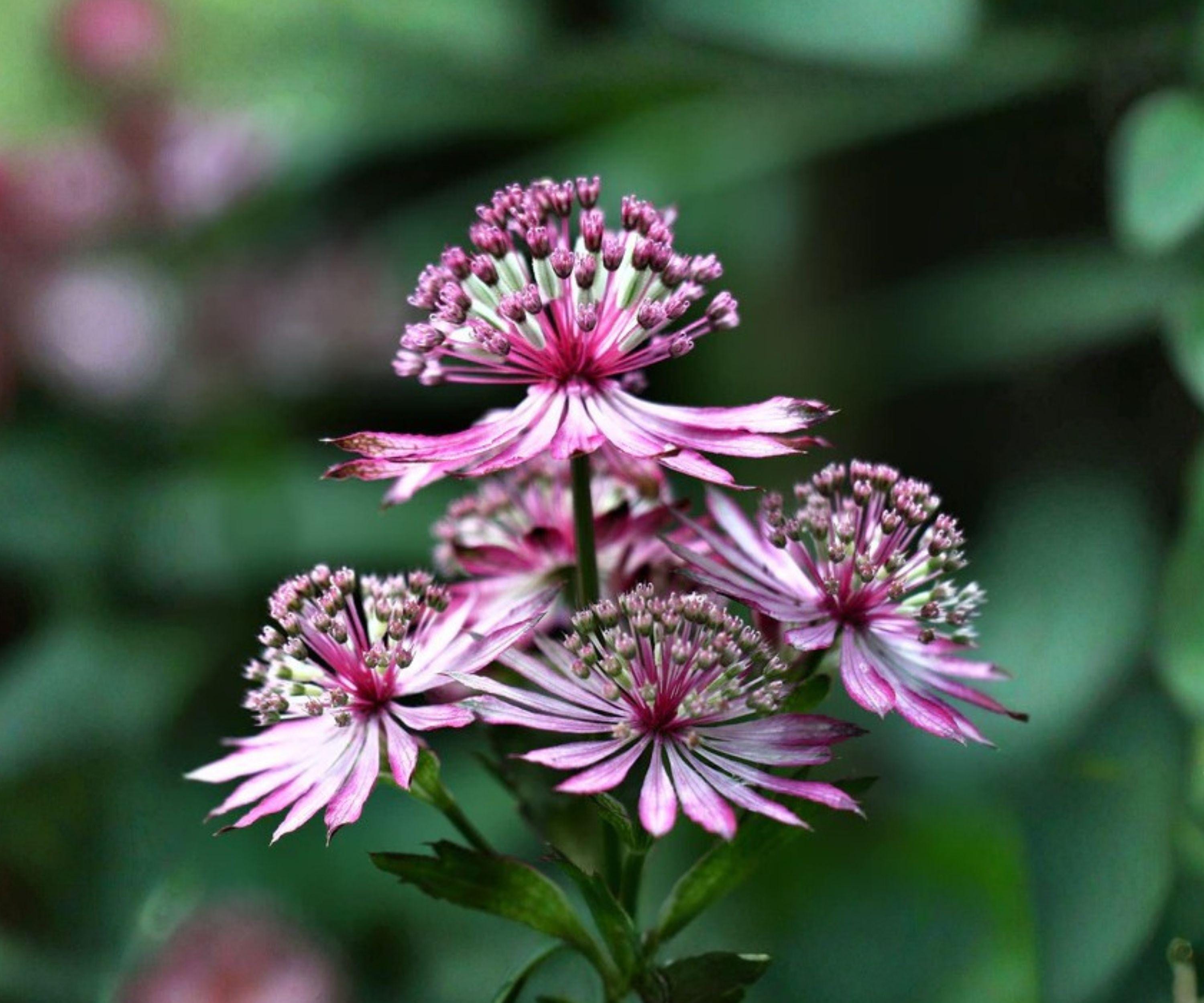 Astrantia Abbey Road Bare Root Plant – Burgundy Red Woodland Perennial, Zone 4-7, Herbaceous Flower, Cut Flower, Shade Garden