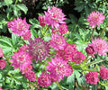 Astrantia Star of Beauty Bare Root Plant – Rosy Pink Woodland Perennial, Astrantia major ‘Star of Beauty’ Zone 4-7