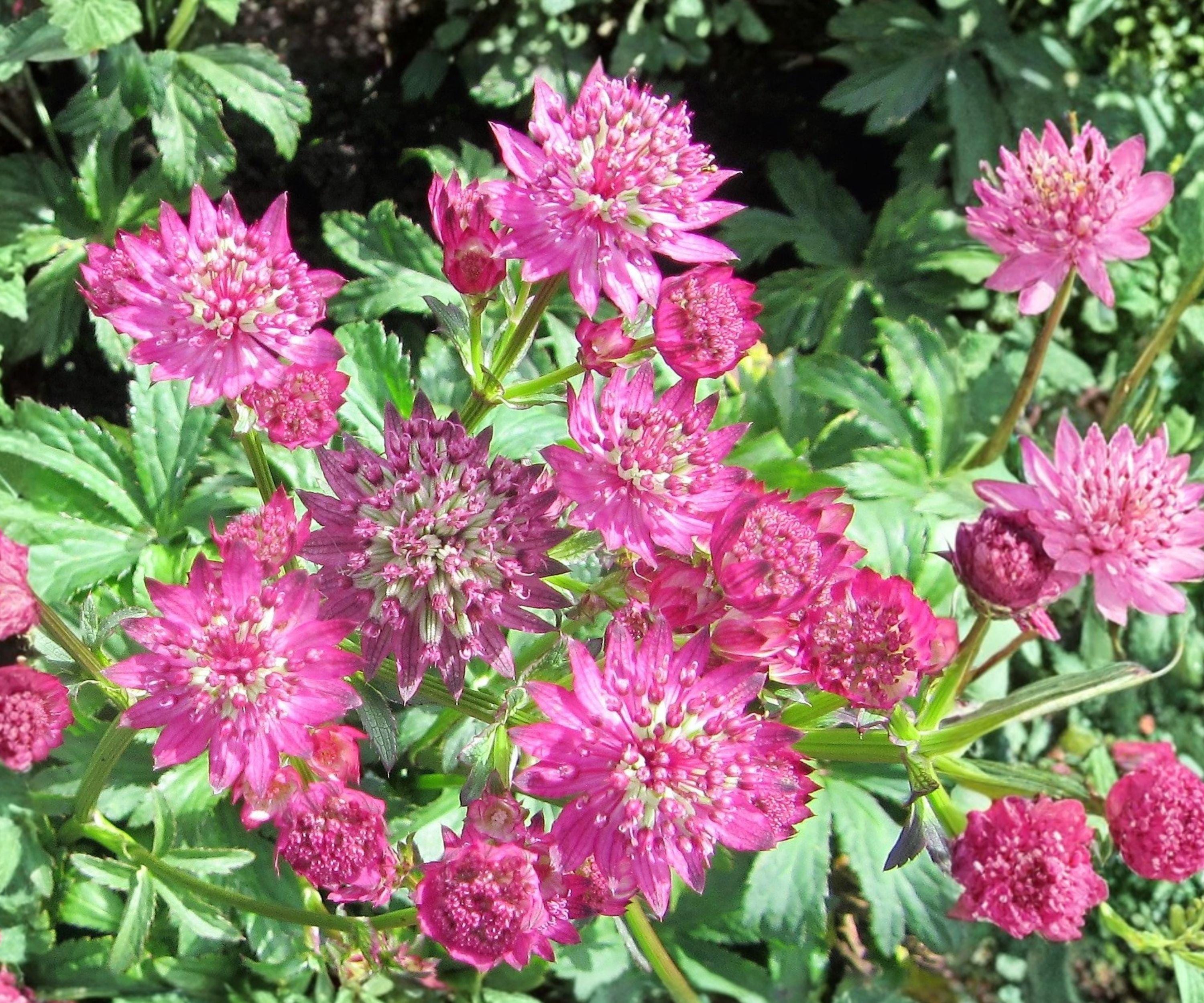 Astrantia Star of Beauty Bare Root Plant – Rosy Pink Woodland Perennial, Astrantia major ‘Star of Beauty’ Zone 4-7