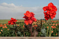 Tropical Goth Canna Lily Bulbs – Canna × generalis – Ornamental Perennial for Borders, Containers, Landscape