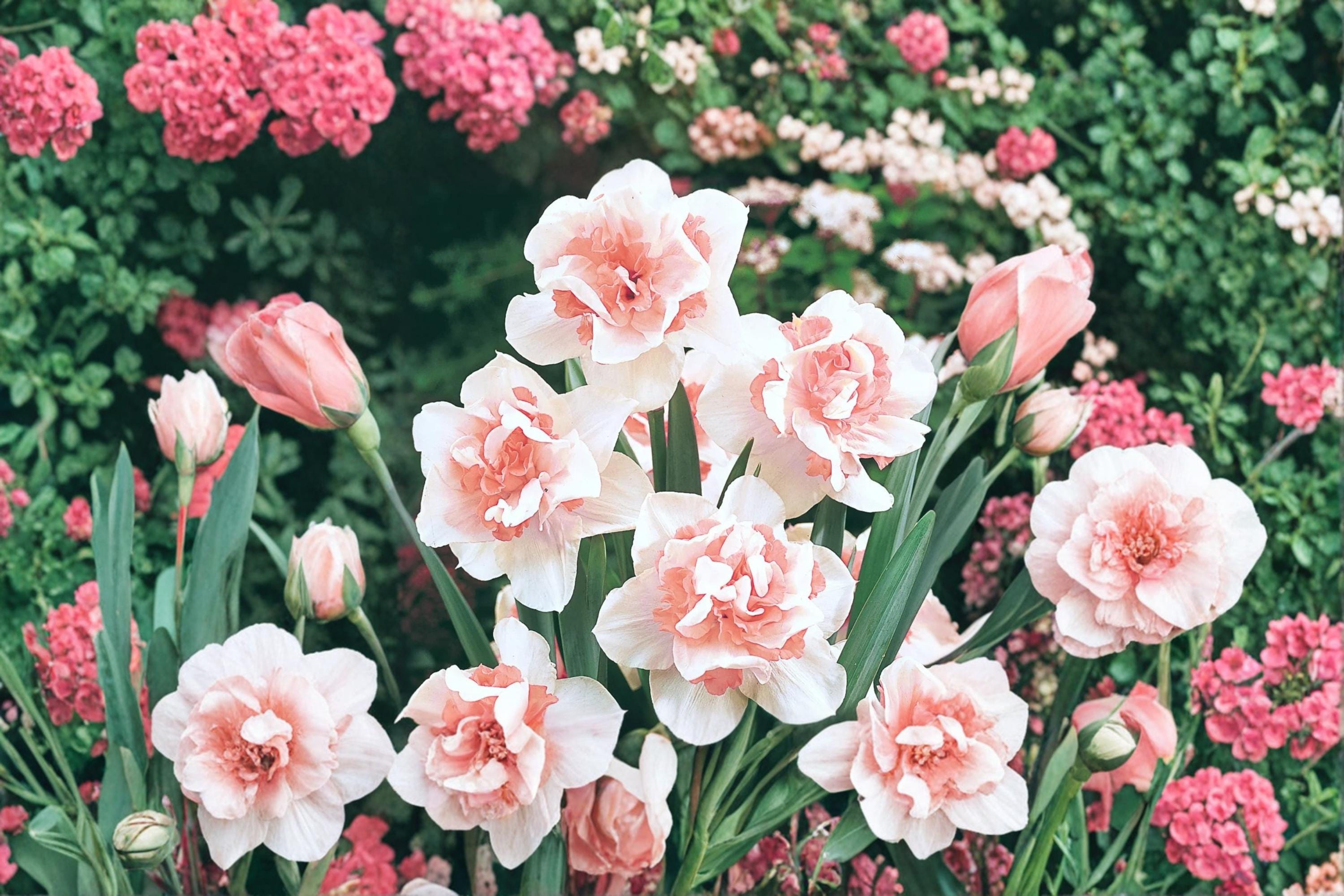 Replete Double Daffodil Bulb – Narcissus pseudonarcissus – Spring Flowering, White & Peach Tones, Garden Bed & Border Plant