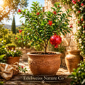 Parfianka Pomegranate Starter Plants – Live Edible Fruit Tree, Punica granatum, 3 Pack, Ornamental & Fruit-Bearing Shrubs
